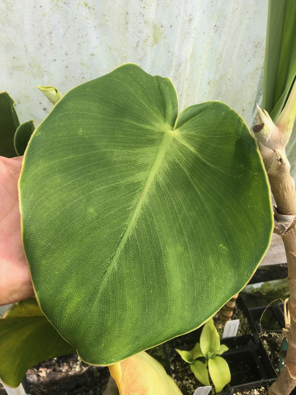 その他観葉植物 Philodendron pigskin (rugosum) Philodendron Rugosum, often called the 'Pigskin Philodendron', is